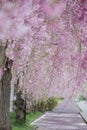 Beautiful pink tunnels of ShidarezakuraWeeping Cherry blossoms on the Nicchu Line,Kitakata,Fukushima,Tohoku,Japan