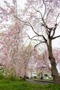 Beautiful pink ShidarezakuraWeeping Cherry blossoms on the Nicchu Line,Kitakata,Fukushima,Tohoku,Japan