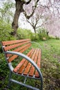 The bench under beautiful pink ShidarezakuraWeeping Cherry blossoms on the Nicchu Line,Kitakata,Fukushima,Tohoku,Japan.