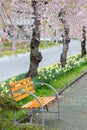 The bench under beautiful pink ShidarezakuraWeeping Cherry blossoms on the Nicchu Line,Kitakata,Fukushima,Tohoku,Japan.