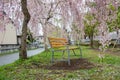 The bench under beautiful pink ShidarezakuraWeeping Cherry blossoms on the Nicchu Line,Kitakata,Fukushima,Tohoku,Japan.