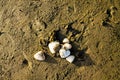 Tracks and objects found on the beach. Bethels Beach,Auckland,New Zealand