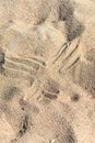 Tracks and Prints in dry sand by animals and humans