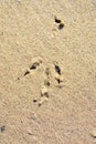 Tracks and Prints in dry sand by animals and humans