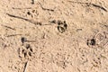 Tracks and Prints in dry sand by animals and humans