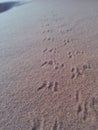 Tracks and prints in the Sahara desert III