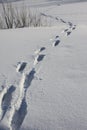 tracks on the snow.