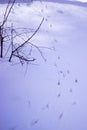 Tracks in the snow. White snow. Royalty Free Stock Photo