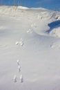 Tracks in the snow Royalty Free Stock Photo