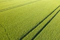 The tracks of a tractor in a green wheat field in Europe, France, Isere, the Alps, in summer, on a sunny day Royalty Free Stock Photo