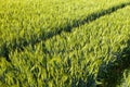 The tracks of a tractor in a green wheat field in Europe, France, Isere, the Alps, in summer, on a sunny day Royalty Free Stock Photo