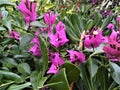 Trackside wildflowers, Chania, Crete