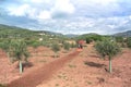 Tractor and agricultural machinery in a olive tree field. Empty copy space