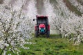 Tractor with atomizing sprayer spraying pesticides on cherry trees