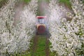 Tractor with atomizing sprayer spraying pesticides on cherry trees orchard