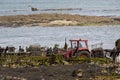 tractor on the beach in brittany Royalty Free Stock Photo