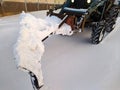 tractor with a bucket for cleaning snow in the daytime in winter. Royalty Free Stock Photo