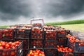 Tractor charged with crates filled by red tomatoes Royalty Free Stock Photo