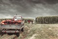 Tractor charged with crates filled by red tomatoes to transport them to market Royalty Free Stock Photo