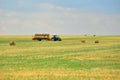 The tractor collects the hay in sheaves and takes it off the field after the mowing of the grain. Agroindustrial industry.