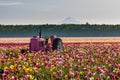 Tractor in colorful tulip filed in Woodburn, Oregon