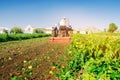 Tractor cultivates the soil after harvesting. A farmer plows a field. Pepper plantations. Seasonal farm work. Agriculture crops.