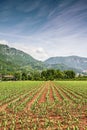 Tractor working on the field in a summer day Royalty Free Stock Photo