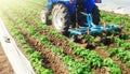 A tractor with a cultivator processes a farm field. Crop care. Farming agricultural industry. Loosening the soil and removing weed Royalty Free Stock Photo