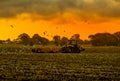 Tractor disc harrowing at sunrise.