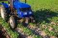 Tractor is driving across field. Potato plantation. Young potatoes bushes. Agroindustry and agribusiness. Field work cultivation