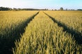 Dusty road in the rye field in Poland Royalty Free Stock Photo