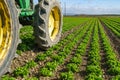 Tractor in a field of green lettuce plants. The tractor is pulling a plow behind it, and the lettuce plants are growing in rows Royalty Free Stock Photo