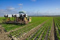 Tractor in a field of green lettuce plants. The tractor is pulling a plow behind it, and the lettuce plants are growing in rows Royalty Free Stock Photo