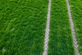 Tractor fresh trace on the field Royalty Free Stock Photo