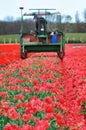 Tractor harvest red tulips Royalty Free Stock Photo