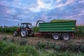 Tractor Harvesting Organic Corn Field for Biomass on Cloudy Summer Evening with Sunset Colors and Dramatic Sky