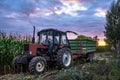 Tractor Harvesting Organic Corn Field for Biomass on Cloudy Summer Evening with Sunset Colors and Dramatic Sky