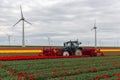 Tractor harvesting tulips on the field with mechanical device Royalty Free Stock Photo