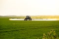 tractor with the help of a sprayer sprays liquid fertilizers on young wheat in the field Royalty Free Stock Photo