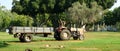 The tractor inside the park and some gooses walking by. Royalty Free Stock Photo