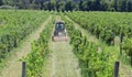Tractor with a lawn mower attachment at work in the vineyard Royalty Free Stock Photo