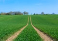 Tractor marks left in a field of newly sown crops. Royalty Free Stock Photo