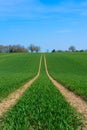 Tractor marks left in a field of newly sown crops. Upright