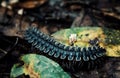 Tractor millipede alias Polydesmida walks across the forest floor