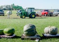 Tractor moving and weighing Giant pumpkins and gourds