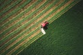 Tractor mowing green agriculture field, aerial drone view Royalty Free Stock Photo