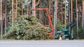 Tractor near road removes a sawn trees. Heavy equipment.