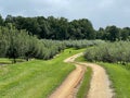 A tractor path between groves of apple trees at Jeter Mountain Farm