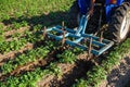 A tractor with a plow is cultivating a field of potatoes. Loosening and turning soil between rows to remove weeds and improve air