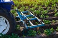 A tractor plow is cultivating a potato plantation. Loosening ground. Loosening and turning soil between rows to remove weeds